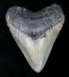Megalodon Tooth - North Carolina #21648-1